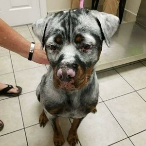 Meet your Posher, Louis